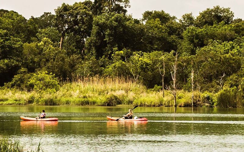 Image Courtesy of Armand Bayou Nature Center